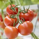 Tomaten Trost 5 Kg